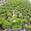 View Current Crop Photo