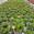 View Current Crop Photo