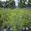 View Current Crop Photo