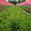View Current Crop Photo