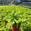 View Current Crop Photo