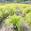 View Current Crop Photo
