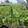 View Current Crop Photo