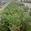 View Current Crop Photo