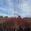 View Current Crop Photo