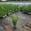 View Current Crop Photo