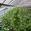 View Current Crop Photo