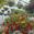 View Current Crop Photo