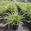 View Current Crop Photo