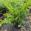 View Current Crop Photo
