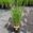 View Current Crop Photo