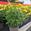 View Current Crop Photo