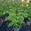 View Current Crop Photo