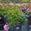 View Current Crop Photo
