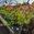 View Current Crop Photo