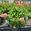 View Current Crop Photo