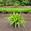 View Current Crop Photo