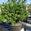 View Current Crop Photo
