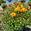 View Current Crop Photo
