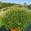 View Current Crop Photo