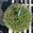 View Current Crop Photo