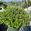 View Current Crop Photo