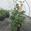 View Current Crop Photo
