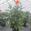 View Current Crop Photo