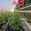 View Current Crop Photo