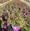 View Current Crop Photo
