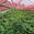 View Current Crop Photo