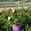 View Current Crop Photo