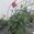 View Current Crop Photo