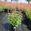 View Current Crop Photo