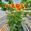 View Current Crop Photo