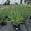 View Current Crop Photo