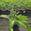 View Current Crop Photo