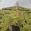 View Current Crop Photo