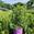 View Current Crop Photo