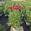 View Current Crop Photo