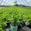 View Current Crop Photo