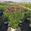 View Current Crop Photo