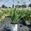 View Current Crop Photo