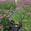 View Current Crop Photo