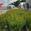 View Current Crop Photo