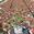 View Current Crop Photo