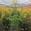 View Current Crop Photo