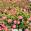 View Current Crop Photo