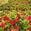 View Current Crop Photo