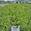 View Current Crop Photo